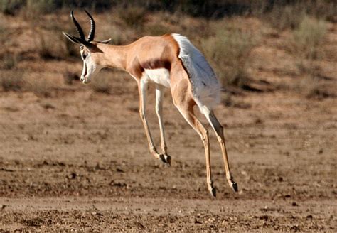 springbok hunting