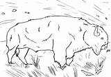 Bison Coloring sketch template