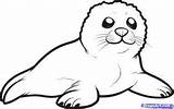 Zeehond Tekening Coloring Baby Pages Seal Lion Cute Choose Board Pup sketch template