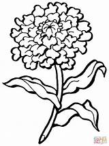 Coloring Carnation Flower Pages Printable Drawing sketch template