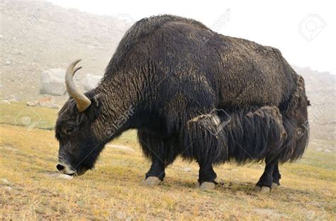pin  jim durham  mongolia  cattle breeds animals yak livestock