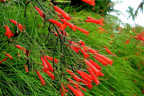 firecracker plant care plantly