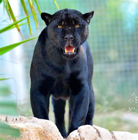 black jaguars     black jaguar