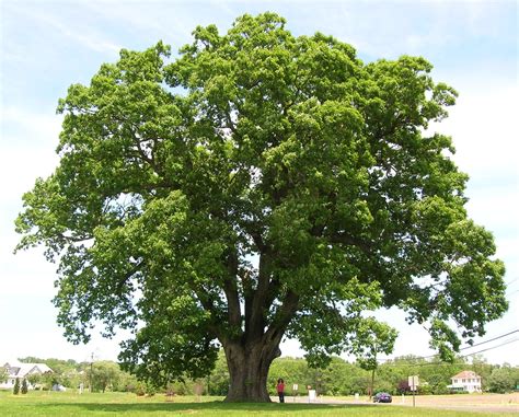 filekeeler oak tree distance photo  jpg