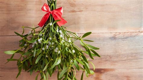 how mistletoe became an icon of christmas