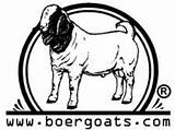 Pages Goat Boer Coloring Getcolorings sketch template