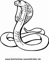 Klapperschlange Schlangen Ausmalen Ausmalbild Malvorlagen Ausdrucken sketch template