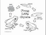 Coloring Cycle Frog Life Tadpole Pages Getdrawings Printable Print Getcolorings sketch template