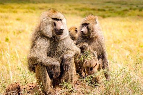 baboon facts fact animal