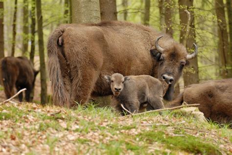 der wisent baut seinen wald um naturwald akademie