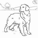 Coloring Golden Retriever Dog Pages Adult Drawing Simple Animal Template Online Visit Choose Board Pattern Breed Discover Pet Adults sketch template