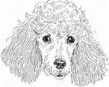 Poodle Caniche Pudel Poedel Poodles Vektor Isoliert Kopf Vectores sketch template