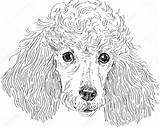 Poodle Pudel Poedel Caniche Kopf Poodles Vektor Isoliert sketch template