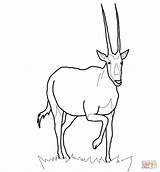 Oryx Coloring Gemsbok Arabian Pages Antelope Printable Drawing Realistic Designlooter Drawings Paper Color Supercoloring 12kb 1200 Categories sketch template