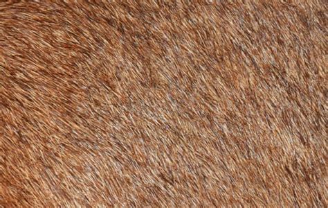 nordstrom  stop selling animal fur skin products fibrefashion