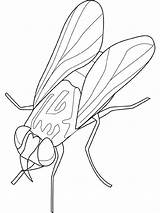 Insecten Vlieg Kleurplaat sketch template