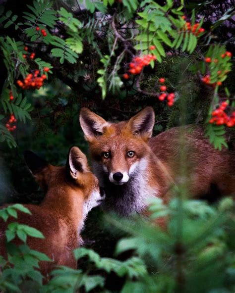 capture finlands fairytale forest animals   wild