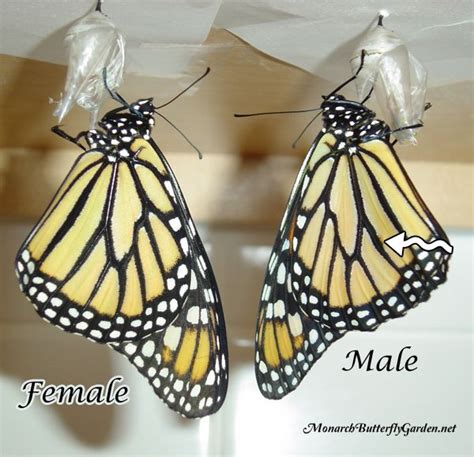 Difference Between Male Or Female Monarch Butterfly See Butterfly