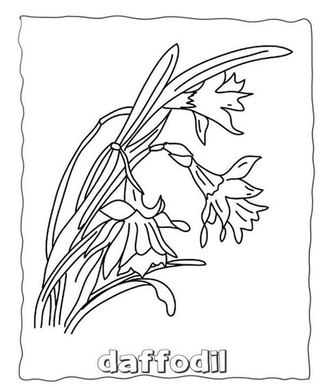 flowers coloring pages daffodils printable flower coloring pages
