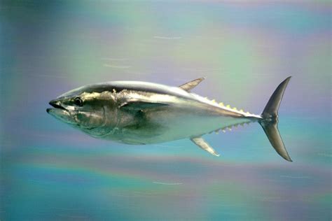asia minute  story   numbers pacific bluefin tuna hawaii public radio