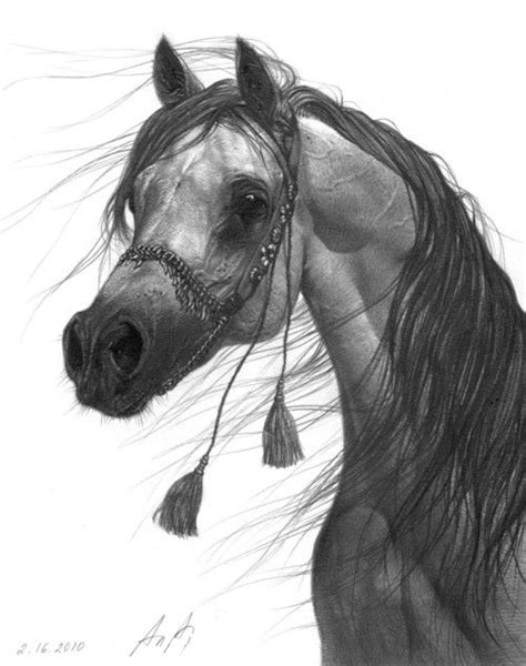 drawing  arabian horse arabians art horse crazy horse love horse