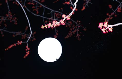 true meaning   flower moon mays symbolic full moon