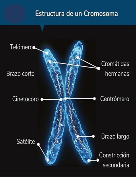 Estructura De Un Cromosoma Fraii Udocz