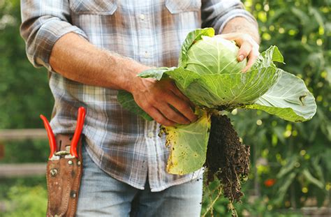 grow cabbage cabbage planting guide joe gardener