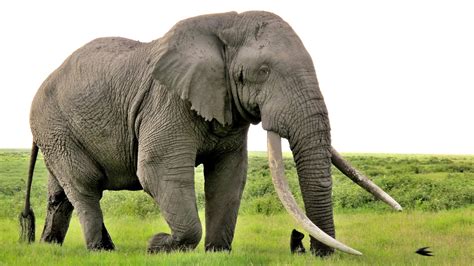 elephant named tim huffpost