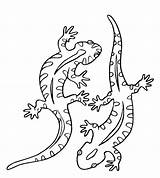 Lizard Coloring Pages ציעה Colouring Printable Print Salamander Color Choose Board sketch template