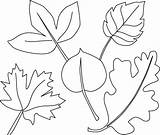 Jungle Coloring Leaves Pages Leaf Maple Different Tree Colouring Pdf Safari Template Getdrawings Drawing Getcolorings sketch template