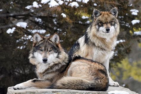 brookfield zoo  establish  pack  endangered mexican wolves chicago news wttw