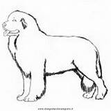 Newfoundland Terranova Animali Cani Dogs Clipartmag sketch template