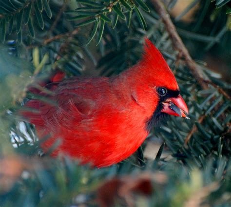kathies poet tree red cardinal bright