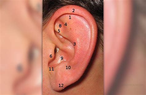 parts   human ear general center steadyhealthcom