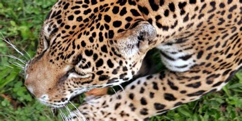 der jaguar kidogos big cats