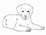 Cani Retriever Dessin Facile Coloriage Cagnolino Colorir Puppy Cartoni sketch template