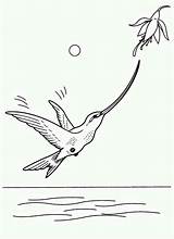 Beak Hummingbird sketch template