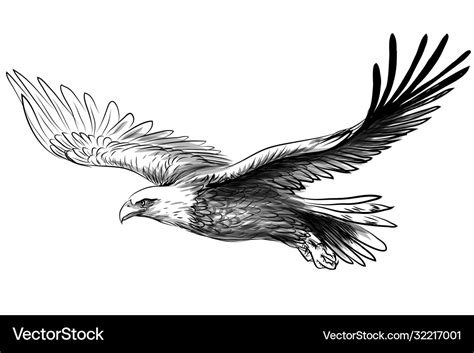 soaring bald eagle drawing sketch  bird vector image