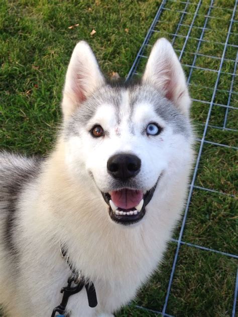 dancer  purebred siberian husky   beautiful eyes