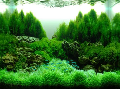 decoration green water plant fish  aquarium aquascape ideas designs