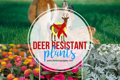 deer resistant plants  farm girl gabs