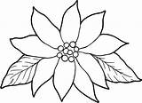 Poinsettia Coloring Flower Outline Drawing Pages Color Clipart Line Christmas Blooming Kids Poinsetta Poinsettias Drawings National Print Charming Flowers Clip sketch template