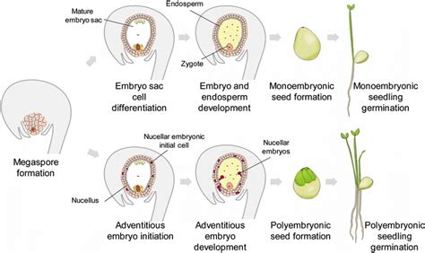 Overview Of Sexual And Asexual Seed Development In Citrus
