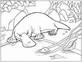 Platypus Colouring Ornithorynque Aboriginal sketch template