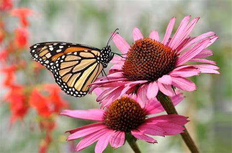 schmetterling auf der blume