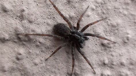Thin Legged Wolf Spider Lycosidae On Wall Youtube