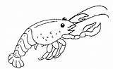 Crostacei Hummer Crustaces Colorat Rac Homard Kleiner Raci Shrimp Lobster Coloriages Stampare Malvorlage Desene Malvorlagen Gratis Ausmalbild Plansa Fisa Cartoni sketch template
