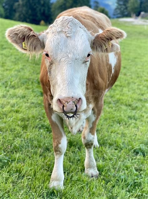 Cow Septum Piercing Free Photo On Pixabay Pixabay