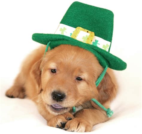 cute dog pictures  st patricks day dogtime